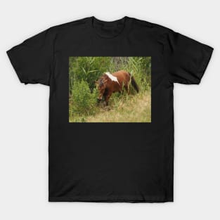 Assateague Pony in the Brush T-Shirt